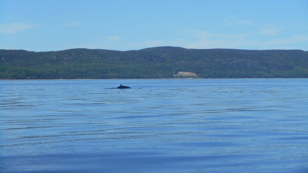 canada-baleine